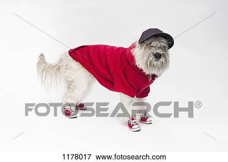 A Maltipoo wearing a baseball uniform and cap View Large Photo Image Stock Photo - A Maltipoo wearing a baseball uniform and cap. Fotosearch