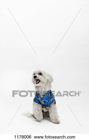 A Maltipoo wearing a traditional Chinese Cheongsam View Large Photo Image Stock Photograph - A Maltipoo wearing a traditional Chinese Cheongsam. Fotosearch