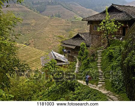 A man walking down a Dong village footpath near terraced rice paddies, Guangxi, China View Large Photo Image Stock Image - A man walking down a Dong village footpath near terraced rice paddies, Guangxi, China. Fotosearch