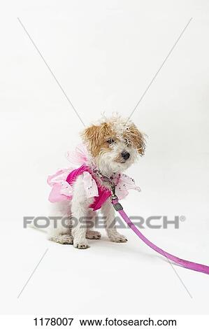 A mixed breed dog wearing a pink fairy costume View Large Photo Image Stock Photo - A mixed breed dog wearing a pink fairy costume. Fotosearch