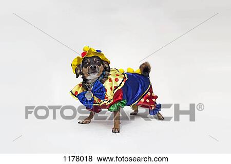 A mixed Chihuahua wearing a brightly colored clown costume View Large Photo Image Stock Photo - A mixed Chihuahua wearing a brightly colored clown costume. Fotosearch