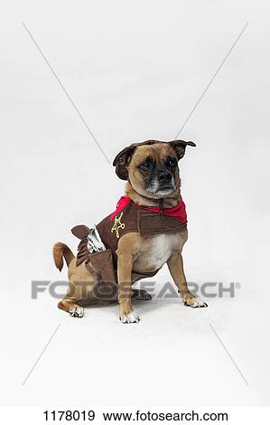 Stock Photo - A mixed Pug and Jack Russell Terrier wearing a Sheriff's costume. Fotosearch