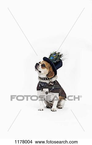 A Peagle wearing a top hat and period costume View Large Photo Image Picture - A Peagle wearing a top hat and period costume. Fotosearch