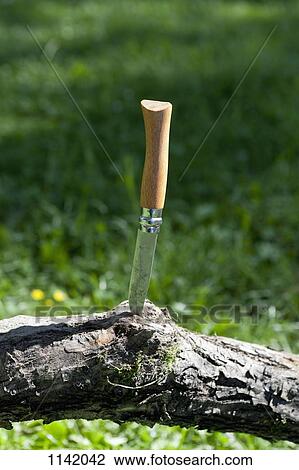 A pocket knife wedged into a tree branch View Large Photo Image Stock Image - A pocket knife wedged into a tree branch. Fotosearch