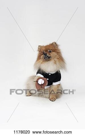 A Pomeranian dressed in a baseball costume with a baseball glove and ball View Large Photo Image Stock Image - A Pomeranian dressed in a baseball costume with a baseball glove and ball. Fotosearch