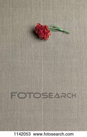 A red carnation on linen View Large Photo Image Stock Image - A red carnation on linen. Fotosearch
