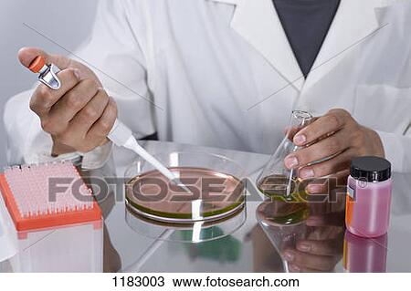 Stock Image - A research scientist using a pipette on a Petri dish. Fotosearch
