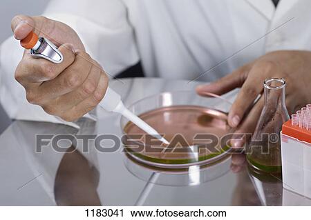 A research scientist using a pipette on a Petri dish View Large Photo Image Stock Image - A research scientist using a pipette on a Petri dish. Fotosearch