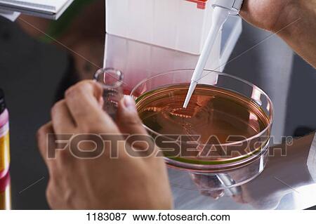A research scientist using a pipette on a Petri dish View Large Photo Image Stock Photo - A research scientist using a pipette on a Petri dish. Fotosearch