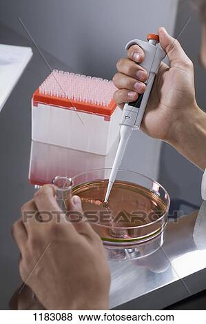 A research scientist using a pipette on a Petri dish View Large Photo Image Stock Photo - A research scientist using a pipette on a Petri dish. Fotosearch