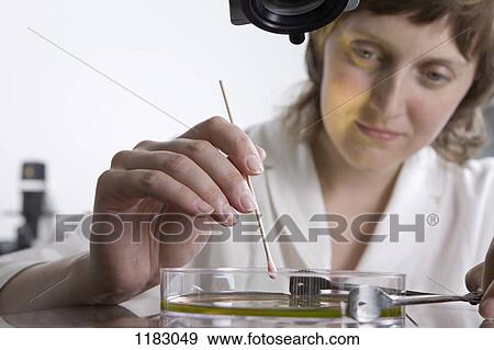 A research technician using a cotton swab on liquid in a Petri dish View Large Photo Image Stock Photo - A research technician using a cotton swab on liquid in a Petri dish. Fotosearch