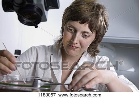 A research technician using a cotton swab on liquid in a Petri dish View Large Photo Image Stock Photo - A research technician using a cotton swab on liquid in a Petri dish. Fotosearch