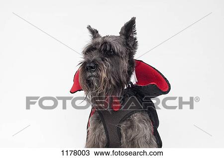 A Schnauzer wearing a Count Dracula cape costume View Large Photo Image Stock Image - A Schnauzer wearing a Count Dracula cape costume. Fotosearch