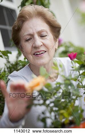 A senior woman gardening View Large Photo Image Stock Image - A senior woman gardening. Fotosearch