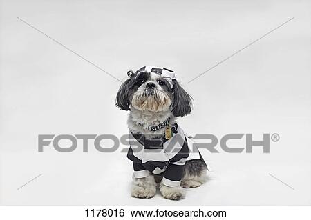 A Shih Tzu dressed as a policeman and one dressed as a prisoner View Large Photo Image Stock Photograph - A Shih Tzu dressed as a policeman and one dressed as a prisoner. Fotosearch