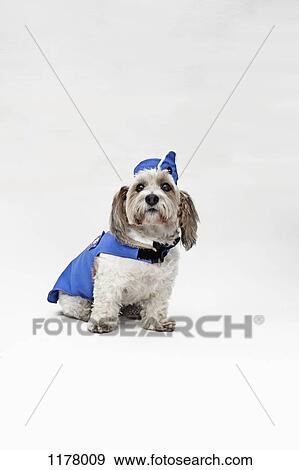 Stock Photo - A Shorty Jack Russell Terrier wearing a retro air stewardess costume. Fotosearch