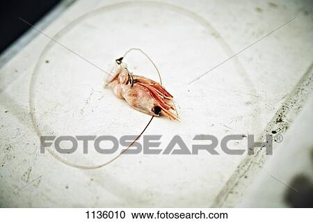A shrimp with a fishing hook through it used as bait, Avacha Bay, Russia View Large Photo Image Stock Image - A shrimp with a fishing hook through it used as bait, Avacha Bay, Russia. Fotosearch
