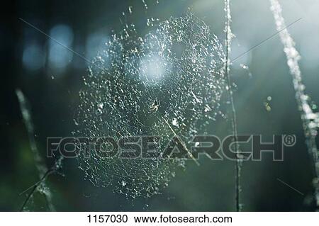 A spider in a web View Large Photo Image Stock Image - A spider in a web. Fotosearch
