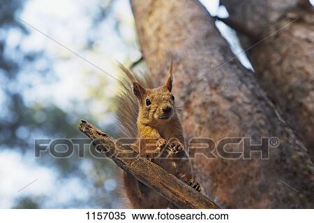 A squirrel in a tree View Large Photo Image Stock Photography - A squirrel in a tree. Fotosearch