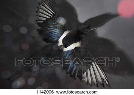 A stuffed bird flying View Large Photo Image Stock Photograph - A stuffed bird flying. Fotosearch