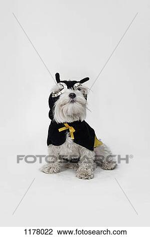 A white mixed breed dog wearing a superhero mask and cape View Large Photo Image Stock Image - A white mixed breed dog wearing a superhero mask and cape. Fotosearch