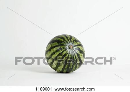 A whole ripe watermelon, studio shot View Large Photo Image Stock Image - A whole ripe watermelon, studio shot. Fotosearch