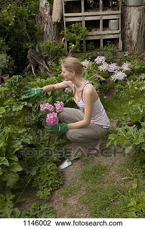 A woman gardening in her back yard, high angle view View Large Photo Image Stock Image - A woman gardening in her back yard, high angle view. Fotosearch