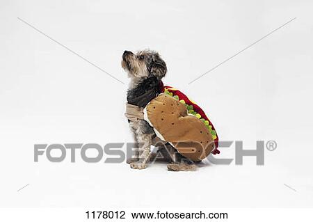 A Yorkie wearing a hotdog costume View Large Photo Image Stock Image - A Yorkie wearing a hotdog costume. Fotosearch