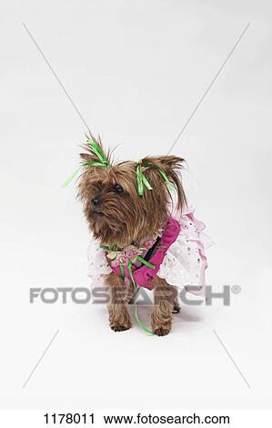 Stock Image - A Yorkshire Terrier wearing a pink fairy costume. Fotosearch