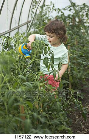 A young girl watering plants in a greenhouse View Large Photo Image Stock Image - A young girl watering plants in a greenhouse. Fotosearch