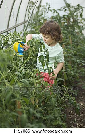 A young girl watering plants in a greenhouse View Large Photo Image Stock Photograph - A young girl watering plants in a greenhouse. Fotosearch