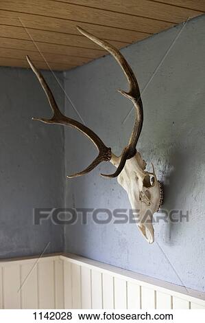 Stock Photo - An animal skull with antlers hanging on a wall. Fotosearch