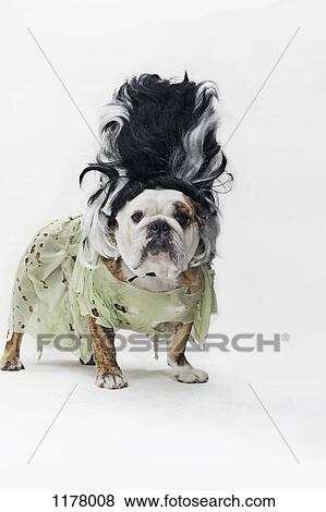 An English Bulldog in costume as the bride of Frankenstein View Large Photo Image Stock Photo - An English Bulldog in costume as the bride of Frankenstein. Fotosearch