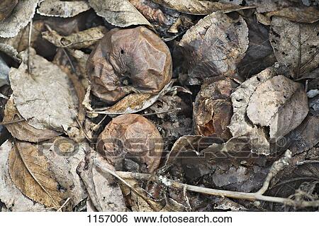 Apples and leaves rotting on the ground View Large Photo Image Stock Photograph - Apples and leaves rotting on the ground. Fotosearch