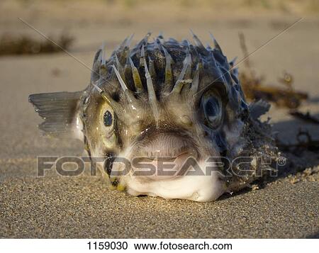 Balloonfish (Diodon Holocanthus) on sand View Large Photo Image Stock Image - Balloonfish (Diodon Holocanthus) on sand. Fotosearch