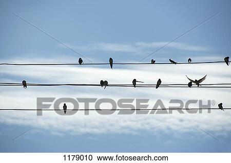 Birds on wires View Large Photo Image Stock Image - Birds on wires. Fotosearch