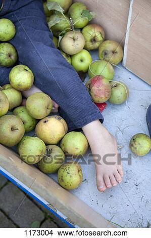 Boy lying among apples in apple cart View Large Photo Image Picture - Boy lying among apples in apple cart. Fotosearch