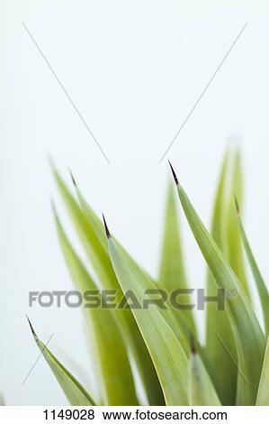 Browning tips of a potted plant View Large Photo Image Stock Photo - Browning tips of a potted plant. Fotosearch