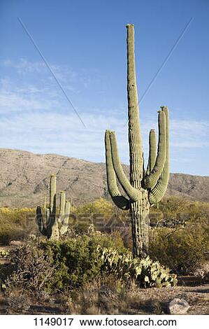 Cactuses in a desert, Tucson, Arizona, USA View Large Photo Image Stock Photo - Cactuses in a desert, Tucson, Arizona, USA. Fotosearch