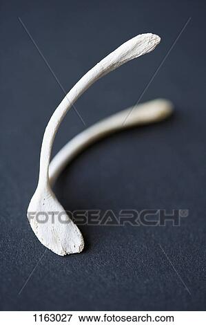 Chicken wishbone View Large Photo Image Stock Photo - Chicken wishbone. Fotosearch