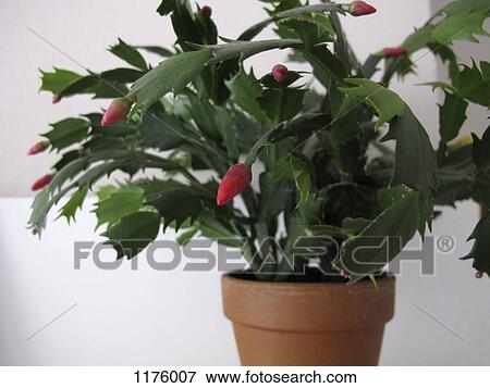 Christmas cactus plant (Schlumbergera) View Large Photo Image Stock Photo - Christmas cactus plant (Schlumbergera). Fotosearch
