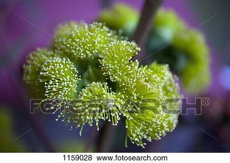 Close up of flowers (Eucalyptus cordata) View Large Photo Image Stock Photo - Close up of flowers (Eucalyptus cordata). Fotosearch