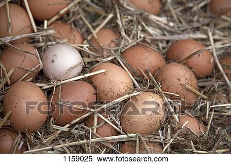 Collection of fresh farm eggs View Large Photo Image Stock Photography - Collection of fresh farm eggs. Fotosearch