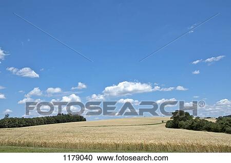 Corn field in Hoffenheim, Germany View Large Photo Image Stock Image - Corn field in Hoffenheim, Germany. Fotosearch