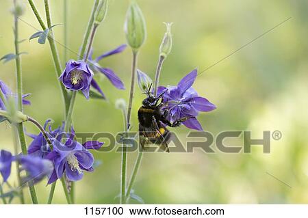 Detail of a bee on a purple flower View Large Photo Image Stock Image - Detail of a bee on a purple flower. Fotosearch