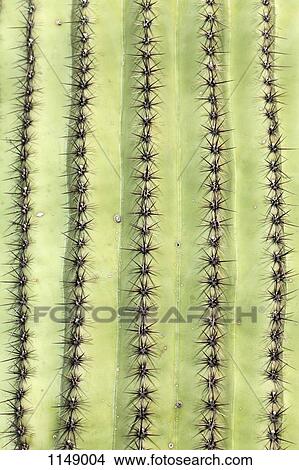 Detail of a cactus View Large Photo Image Picture - Detail of a cactus. Fotosearch