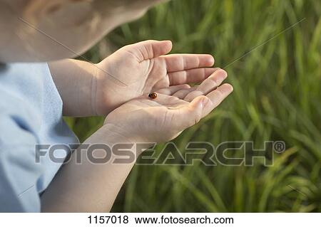Detail of a girl holding a ladybug View Large Photo Image Stock Photo - Detail of a girl holding a ladybug. Fotosearch