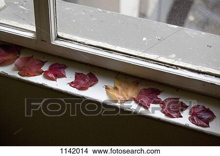 Picture - Detail of autumn leaves on a window sill. Fotosearch