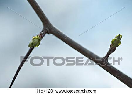 Stock Image - Detail of buds on a branch. Fotosearch