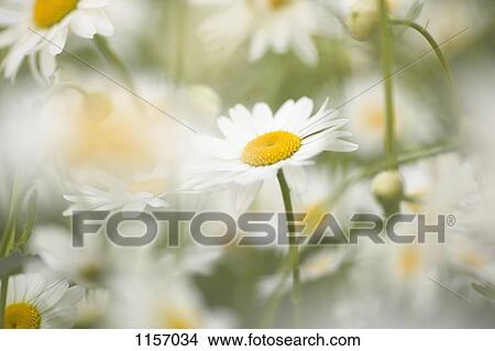 Detail of daisies View Large Photo Image Picture - Detail of daisies. Fotosearch